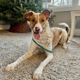 Alaina Rudin  puppies for sale