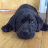 Alaina Rudin  puppies for sale