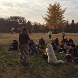 Alex Lee  puppies for sale