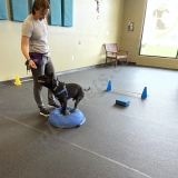Alyssa Grosman  puppies for sale