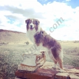 Amber Quann  puppies for sale