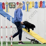 Ashli Picasso-LaCross  puppies for sale