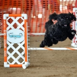 Ashli Picasso-LaCross  puppies for sale