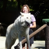 Britta's Animal Training  puppies for sale