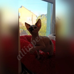 Hanna  puppies for sale