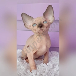 Robert  puppies for sale