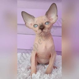 Robert  puppies for sale