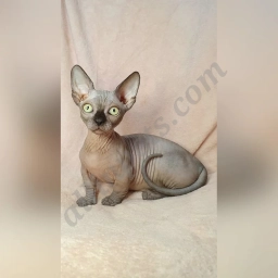 Lamborghini  puppies for sale