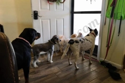 Pawsitive Ruff House Pet Sitting LLC  puppies for sale