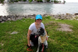 Swifto Dog Walking  puppies for sale