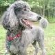 Swifto Dog Walking