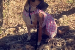 Marisa's Pet/House Sitting Services  puppies for sale