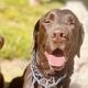 Aloha Dogg Daycare Adventures  puppies for sale