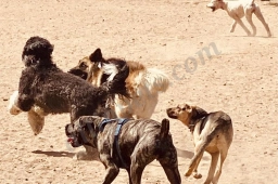 Aloha Dogg Daycare Adventures  puppies for sale