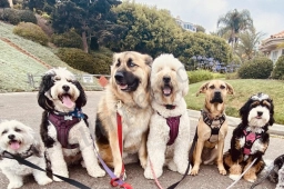 Aloha Dogg Daycare Adventures