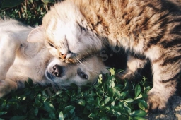 PlayTime Pet Sitters & Dog Walkers of Colorado Springs  puppies for sale