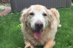 PlayTime Pet Sitters & Dog Walkers of Colorado Springs  puppies for sale