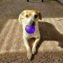 Belleville Dog Walking Co  puppies for sale