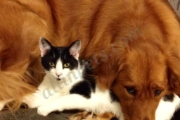 Your Neighborhood Pet Sitters, LLC  puppies for sale