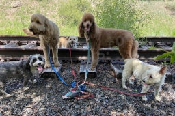 Walkin' the Dog Vail  puppies for sale