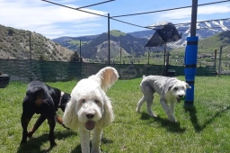 Walkin' the Dog Vail  puppies for sale
