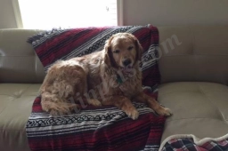 4 Pets' Sake Pet Sitting Services  puppies for sale