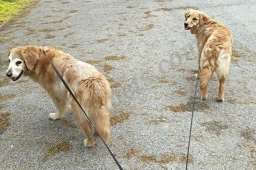 4 Pets' Sake Pet Sitting Services  puppies for sale