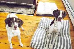 Portsmouth Dog Walks  puppies for sale