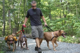 Carolina Natural Dog  puppies for sale