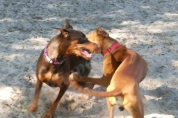 Rocky's Retreat Canine Health & Fitness Center  puppies for sale