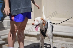 Fitness with Fido  puppies for sale