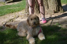 Fitness with Fido
