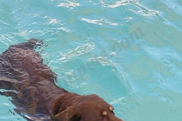 Hip Dog Canine Hydrotherapy & Fitness  puppies for sale