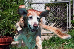 Hip Dog Canine Hydrotherapy & Fitness  puppies for sale