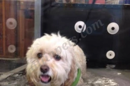 The Total Dog, Swim & Gym  puppies for sale
