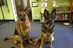 The Total Dog, Swim & Gym