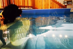The Dog Dive  puppies for sale