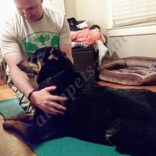 Austin Doga  puppies for sale
