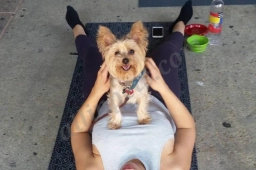Doga/Sage  puppies for sale