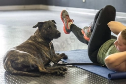K9 Fit Club  puppies for sale