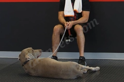 K9 Fit Club