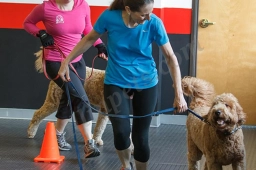 K9 Fit Club Best Friends Pet Clinic