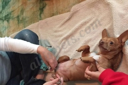 Happy Hounds Massage  puppies for sale