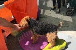 Happy Hounds Massage  puppies for sale