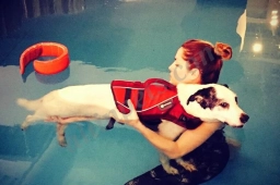 The Dog Dive  puppies for sale