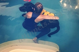 The Dog Dive  puppies for sale