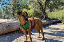 A Loyal Companion  puppies for sale