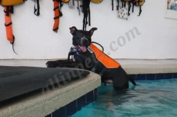 Splash Dog  puppies for sale