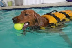 Splash Dog  puppies for sale