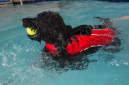 Splash Dog